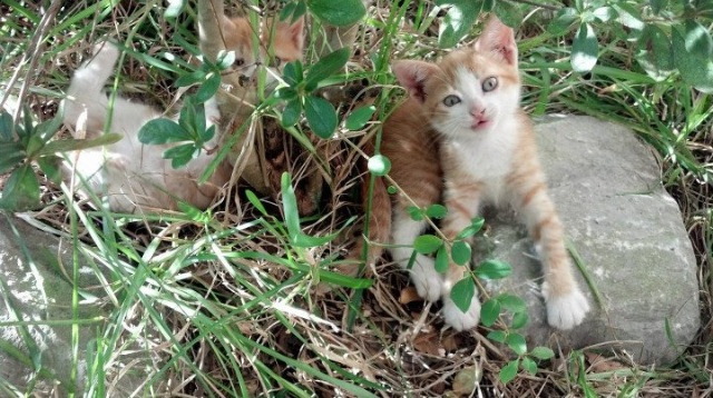 传奇阵容:历史最佳十人阵容和赛场表现,当年传奇最厉害的人