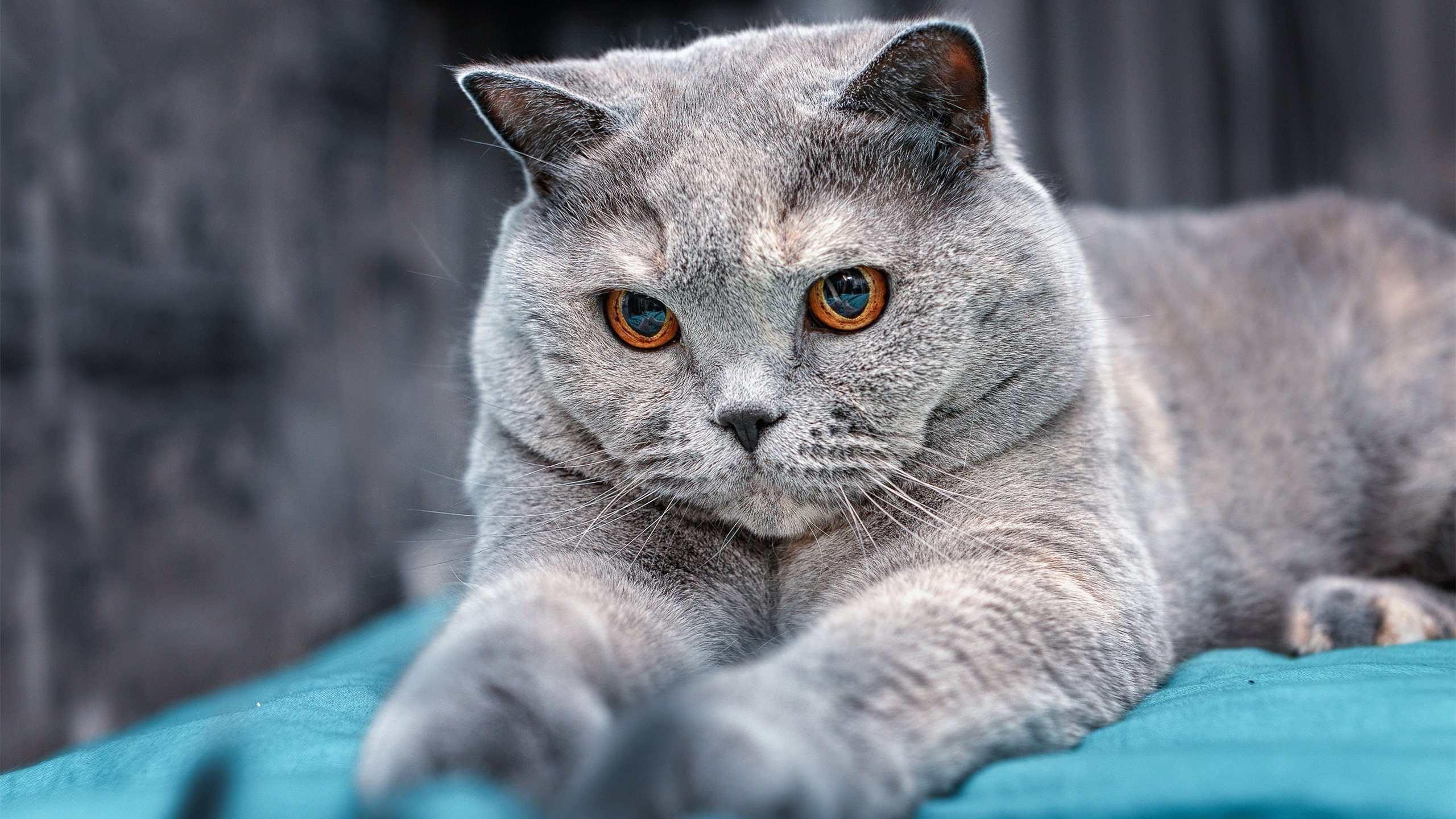 爱游戏登录入口-_勇士三分雨不停,战绩节节高升_,勇士三分庆祝动作 爱游戏登录入口-_勇士三分雨不停,战绩节节高升_,勇士三分庆祝动作