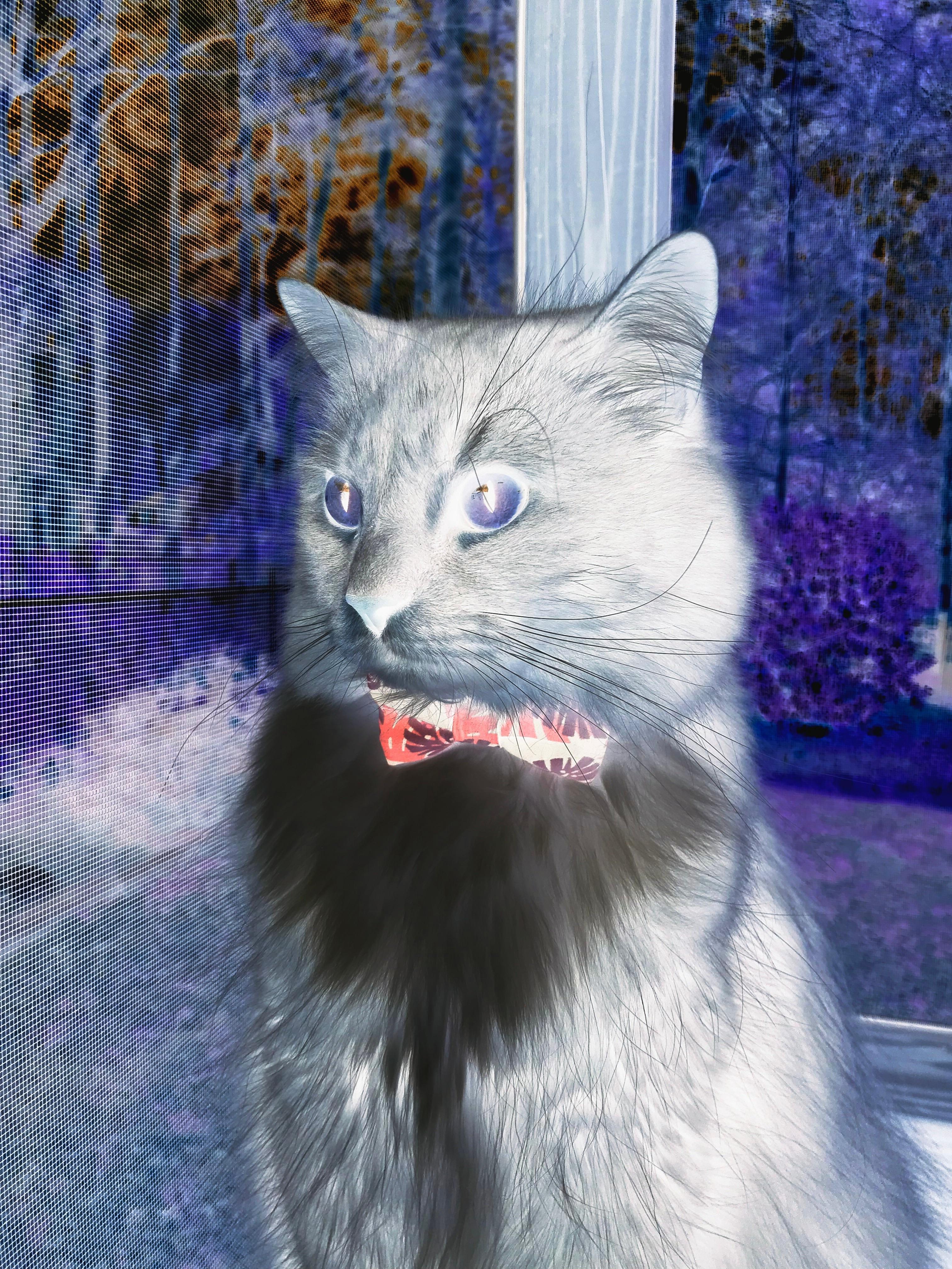 爱游戏体育app-_空中弹跳运动节：在空中实现速度极限_，空中弹球