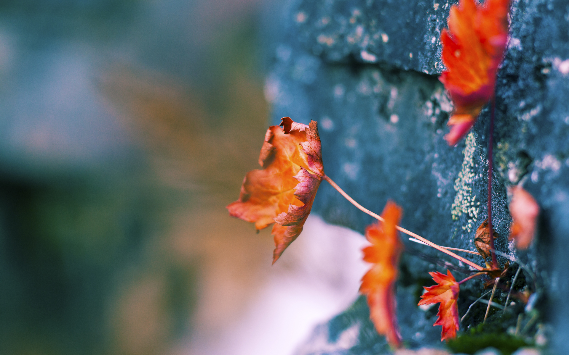 爱游戏官方-“意甲传统豪门再次展现霸气，引发关注”，意甲的豪门